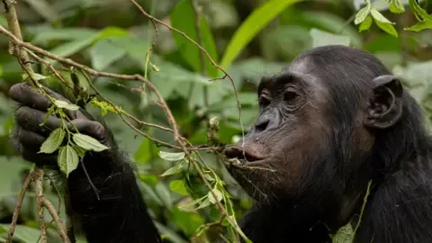 Wild Chimps Drinking a Daily Dose of a Beer Per Day from Overripe Fruits, Investigation Reveals